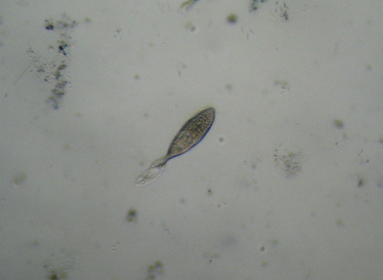 Microscopia delle spiagge adriatiche